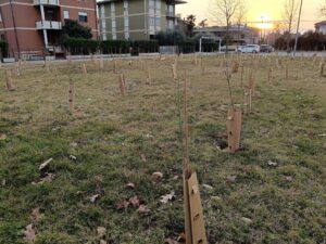 Riforestazione urbana a Bassano: da dove si parte?