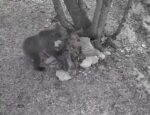 La famiglia nel bosco