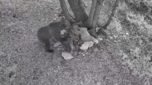 La famiglia nel bosco