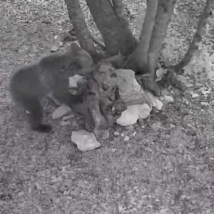 La famiglia nel bosco
