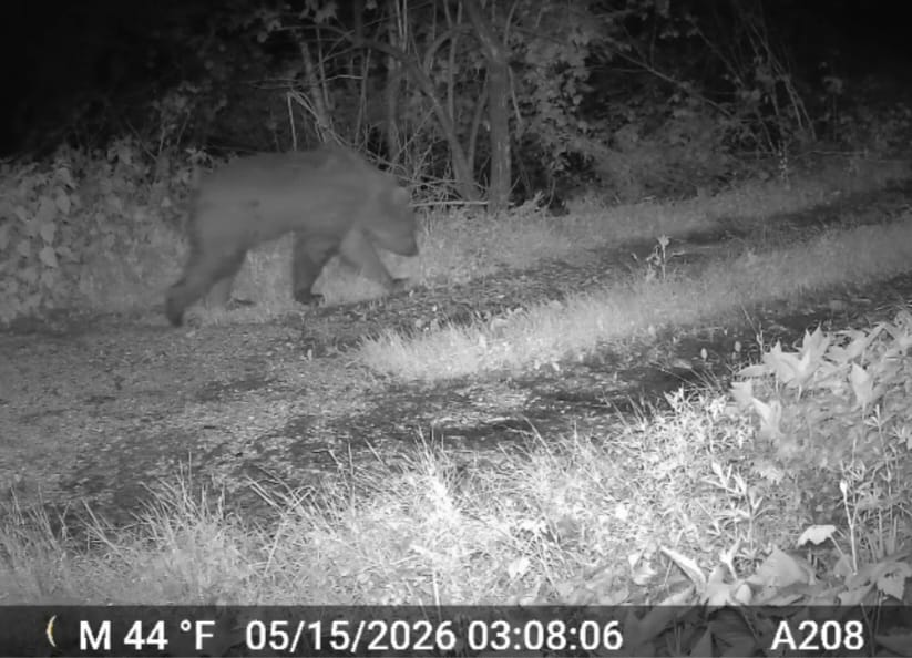 orso Asiago maggio26