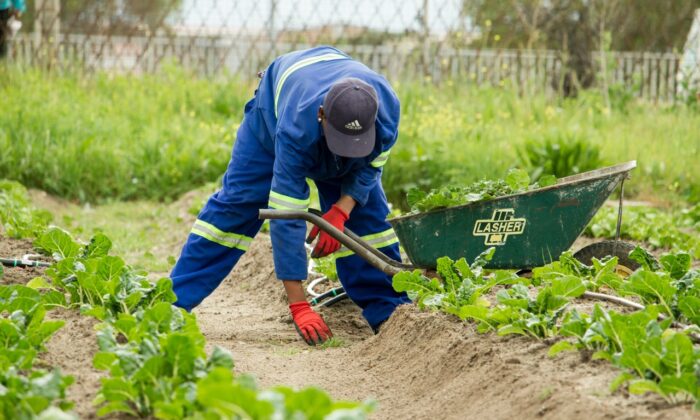 Caporalato: nuova frontiera dello sfruttamento