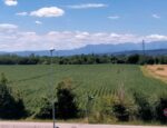 Campo largo